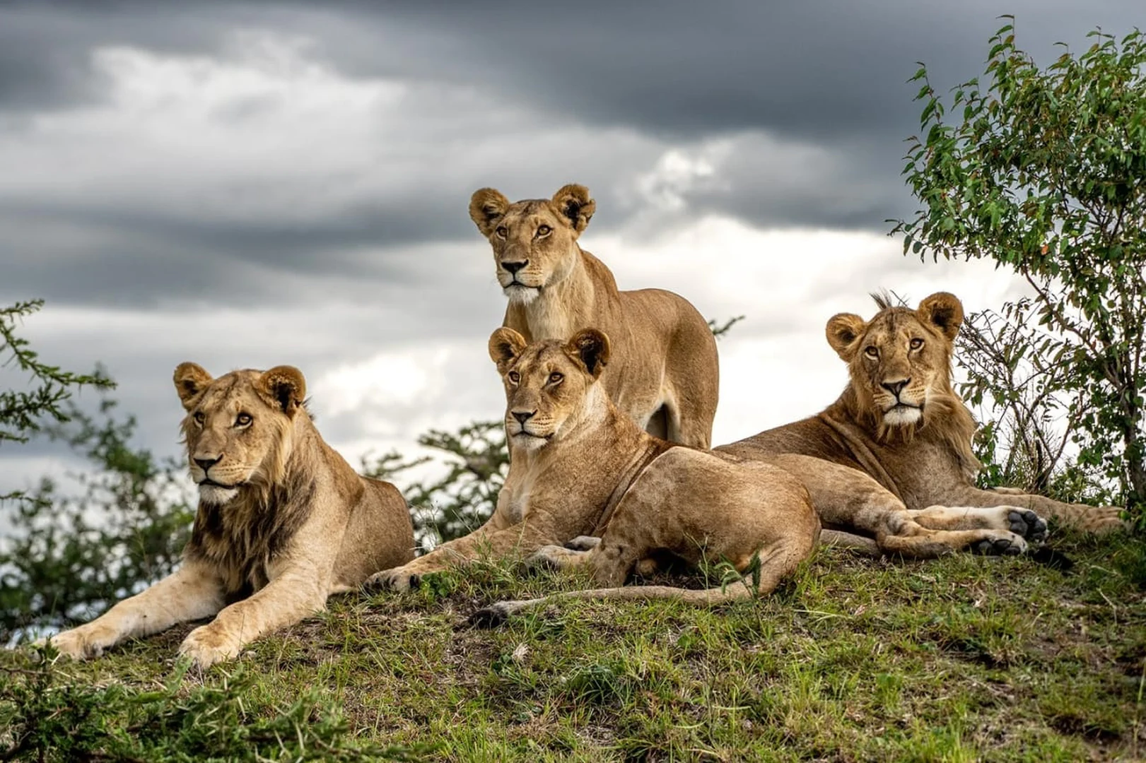 class="img-responsive