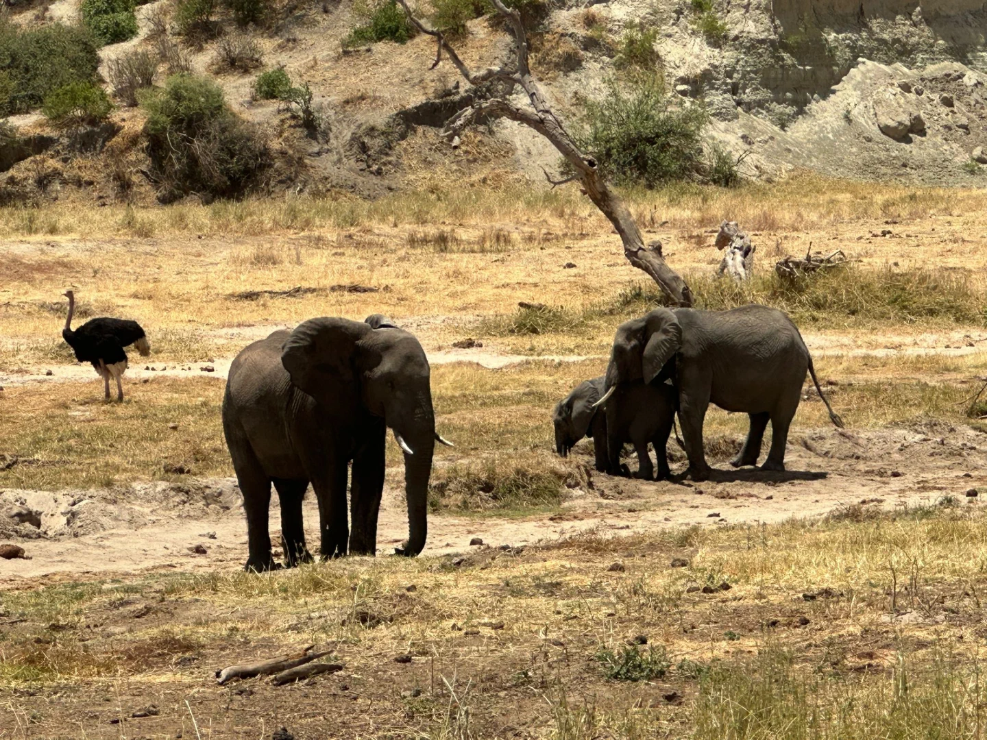 srcset="https://eneaafricatours.com/wp-content/uploads/2026/01/tarangire-np-89-200x150.webp