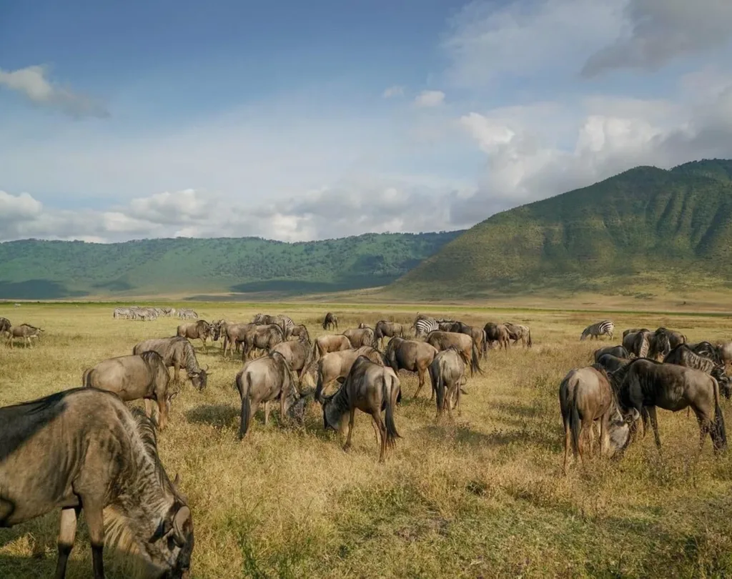 srcset="https://eneaafricatours.com/wp-content/uploads/2026/02/ngorongoro-crater-0001-200x158.webp
