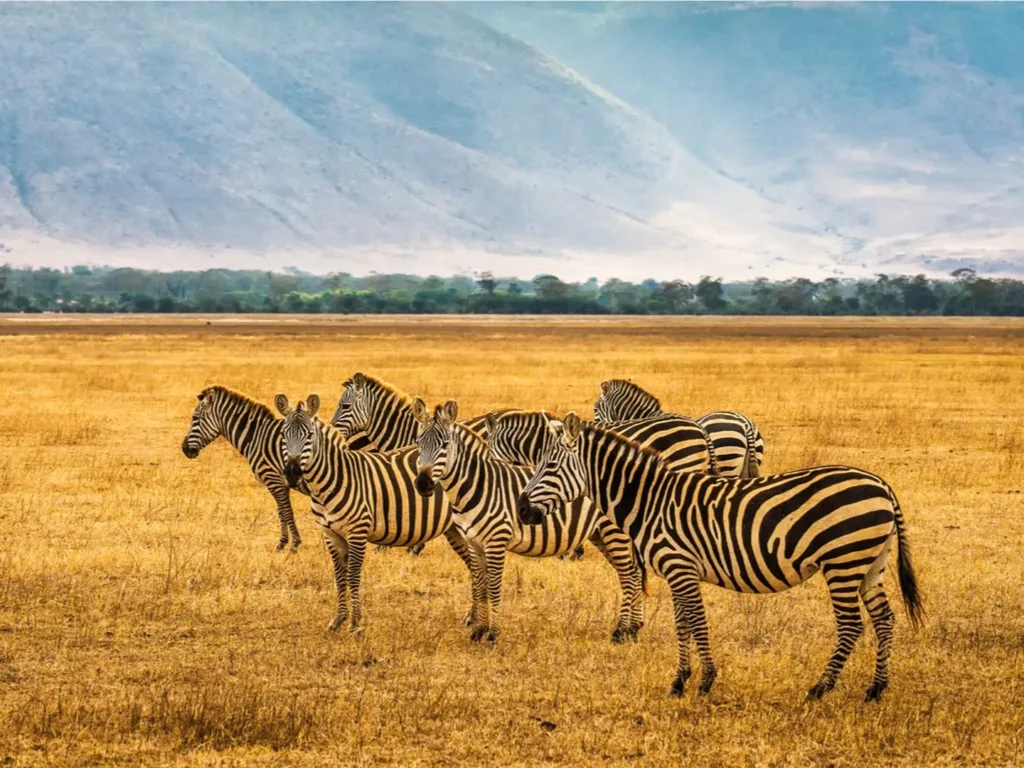 srcset="https://eneaafricatours.com/wp-content/uploads/2026/03/ngorongoro-crater-8781-200x150.webp